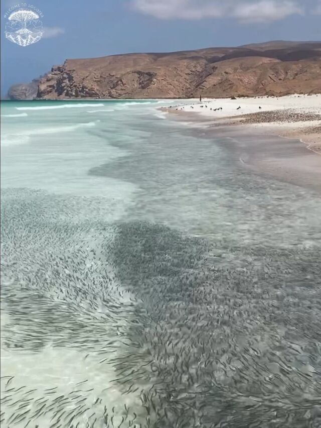 Socotra Truly a once in a lifetime adventure, and I'm excited